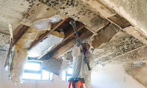 Environmental Consulting for Mold Prevention in Victoria, VA